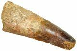 Fossil Spinosaurus Tooth - Robust Tooth #370703-1